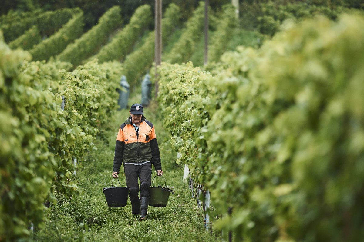 Person mit orange-grüner Jacke trägt zwei grünen Eimer zwischen Reihen von Weinreben