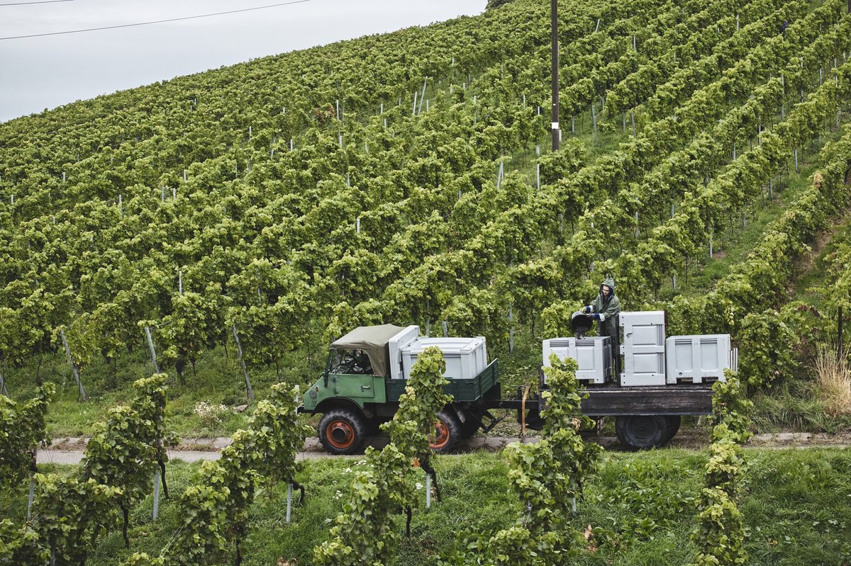 Traktor mit Anhänger und mehreren weißen Kisten fährt durch einen Weinberg mit dicht bepflanzten Reben