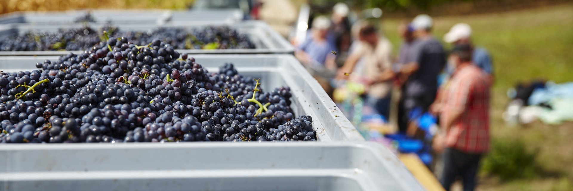Weinlese Traktor mit Trauben