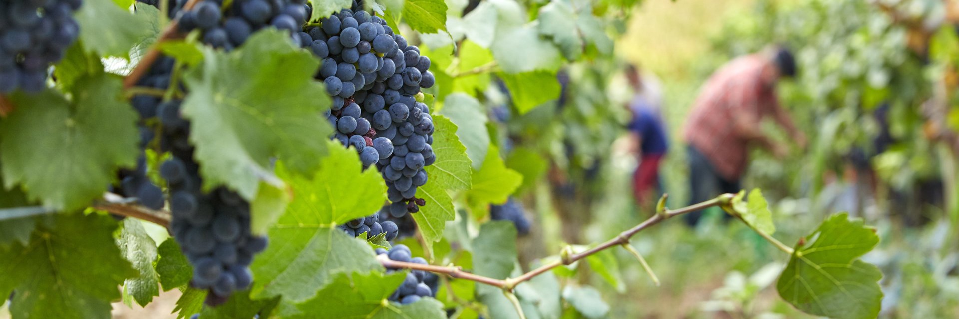 Weinlese | Trauben