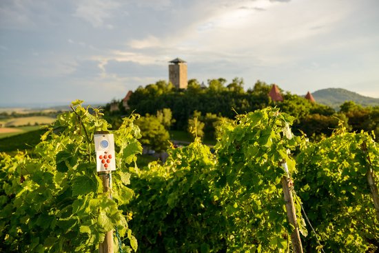 HeilbronnerLand - Mitten im Weinsüden 