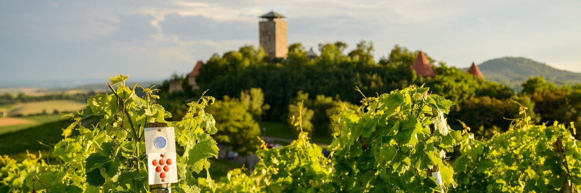 Auf dem Württembergischen Weinwanderweg im Burgland Baden-Württemberg | Burg Hohenbeilstein  