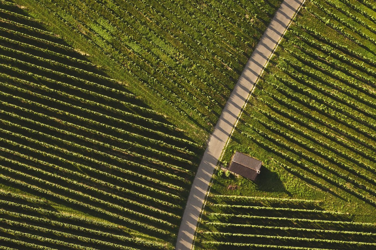 Luftaufnahme von Weinbergen mit einem schmalen Weg und einer kleinen Hütte dazwischen