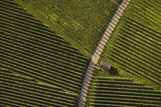 Luftaufnahme von Weinbergen mit einem schmalen Weg und einer kleinen Hütte dazwischen