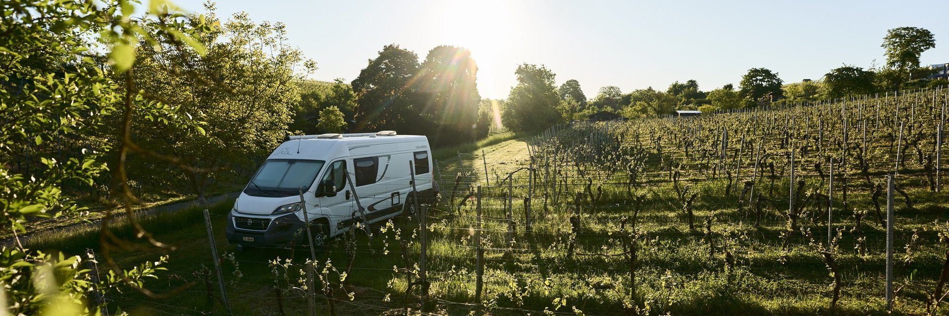 Weißer Camper steht auf einem Weg neben einem Weinberg bei Sonnenuntergang mit Bäumen im Hintergrund