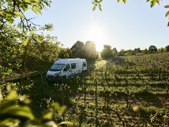 Weißer Camper steht auf einem Weg neben einem Weinberg bei Sonnenuntergang mit Bäumen im Hintergrund