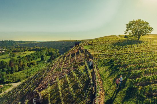 Weinbergterasse am Neckar bei Sonnenschein 