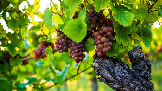 Weinheimat Württemberg | HeilbronnerLand