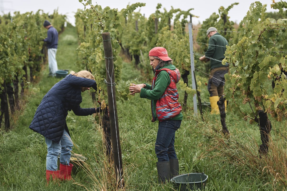 Vier Personen ernten Trauben in einem Weinberg, zwei im Vordergrund mit roten Gummistiefeln und eine mit grünem Pullover und roter Weste