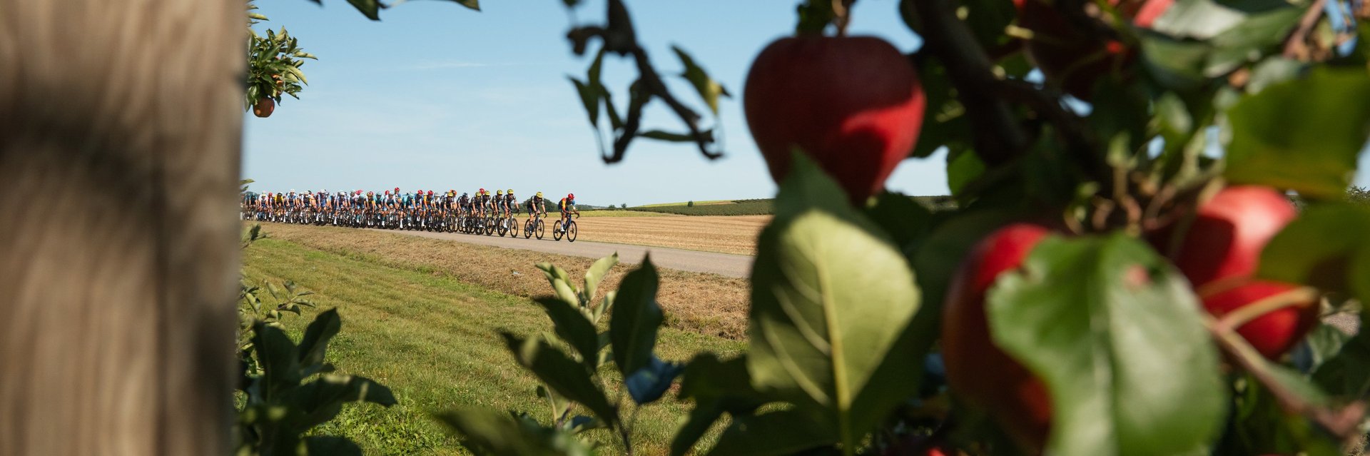 Radfahrergruppe auf einer Landstraße hinter einem Apfelbaum mit roten Äpfeln im Vordergrund