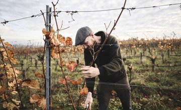 Weinlese Weingut Schweizer