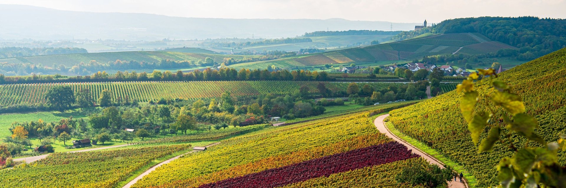 Weinlandschaft im Zabergäu - Aussicht vom Zweifelberg | Brackenheim