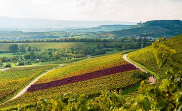 Weinlandschaft im Zabergäu - Aussicht vom Zweifelberg | Brackenheim