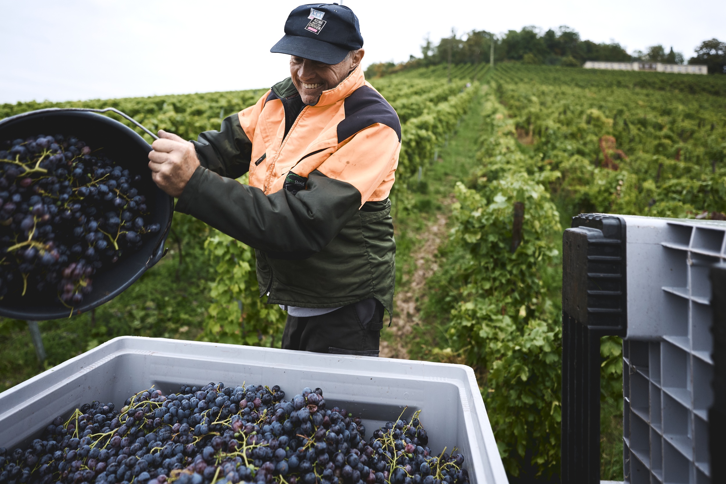 Mann in Arbeitskleidung kippt Trauben aus einem Eimer in eine große Kiste in einem Weinberg